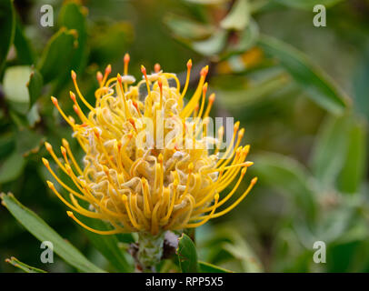 Close up of Yellow pincushion flower, of the protea family. Stock Photo