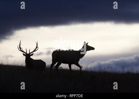 Silhouette of deer on top of a mountain with sunset in the background Stock  Photo - Alamy