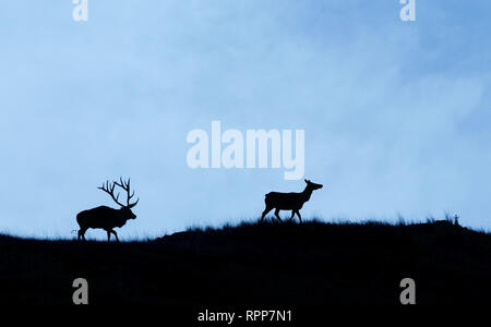 Silhouette of deer on top of a mountain with sunset in the background Stock  Photo - Alamy