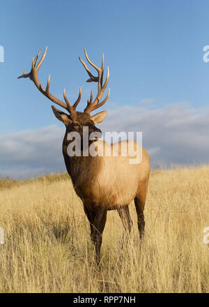 Rocky Mountain Elk in prairie grasslands against a natural background of blue sky with clouds Stock Photo