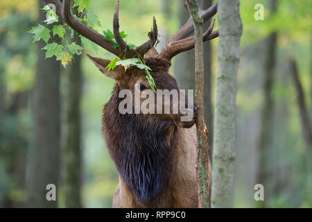 A bull Elk works over a Maple tree sapling near the Rocky Mountain Elk Foundation's Visitor Center in northern Pennsylvania Stock Photo