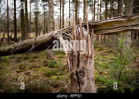 A close-up of a tree split and broken from the middle trunk blown over in a storm from high winds. Stock Photo