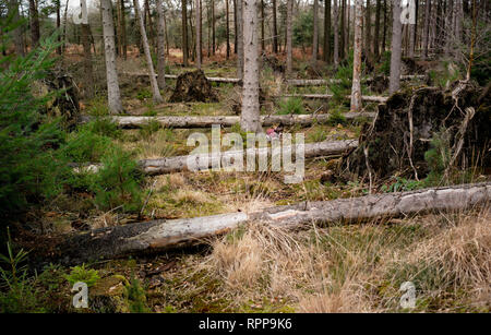 English Springer Spaniel agility training jumping over natural fences caused by fallen trees in the new forest Hampshire England. Stock Photo