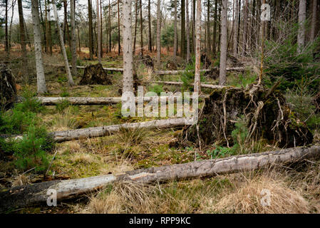 Fallen trees in the new forest hampshire either from wind damage or as part of the forestry management. Stock Photo