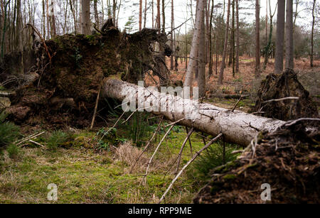 Fallen trees in the new forest hampshire either from wind damage or as part of the forestry management. Stock Photo