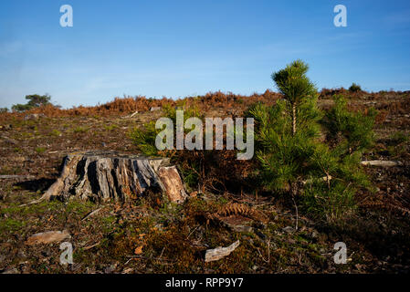 Forestry work in new forest national park Hampshire England with new planted  trees growing next to the stump of an old tree in a managed wood forest. Stock Photo