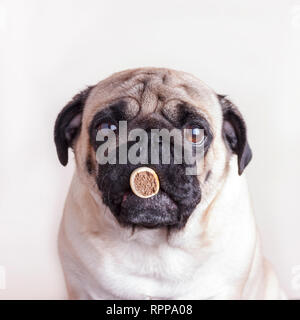 Dog pug close-up with sad brown eyes keeps treat at her mouth. Portrait on a white background Stock Photo