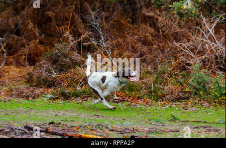 english springer spaniel, full tail, undocked Stock Photo ...