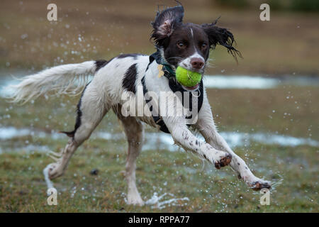 A young English Springer spaniel ( 11 Months) running with ball in mouth with splashes over a water logged area in the New Forest UK after heavy rain. Stock Photo