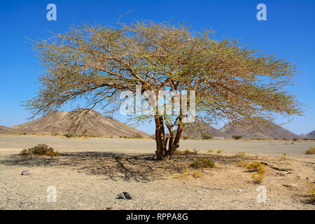 Isolated acacia tree in the deserted valley of a rocky Wadi in Oman Stock Photo