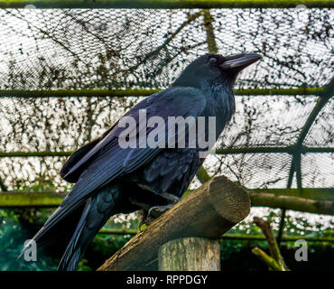 beautiful black raven sitting on a wooden beam, feathers reflecting beautiful colors, mythological creature Stock Photo