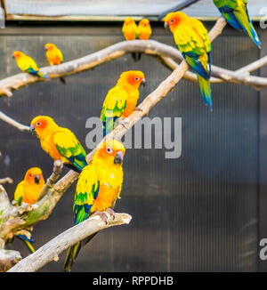 Aviculture, Sun parakeets sitting on branches in the aviary, colorful tropical little parrots, Endangered birds from America Stock Photo