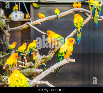 Aviculture, Colorful sun parakeets sitting on branches in the aviary, popular pets from America, Endangered bird specie Stock Photo
