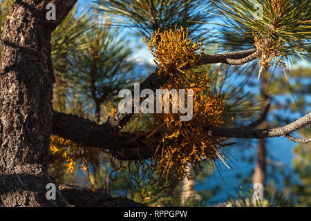 Close up at the juniper mistletoe growing on the branches of a Jeffrey pine tree, Lake Tahoe, California, USA Stock Photo