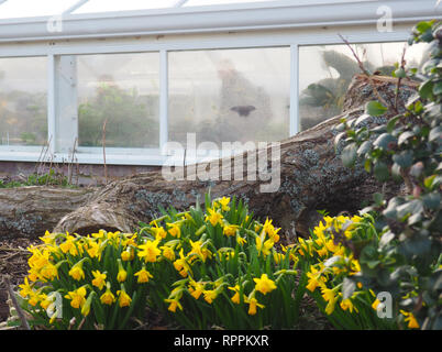 Woodstock, Oxfordshire, UK. 22nd Feb 2019. Visitors flocked to Blenheim Palace on a warm and sunny day during the half-term holiday. A resident of the Butterfly House seen as the daffodils bloom outside. Credit: Angela Swann/Alamy Live News Stock Photo