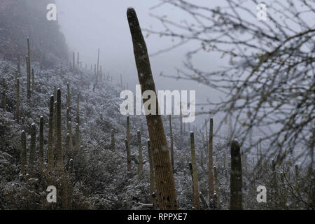 Tucson, Arizona, USA. 22nd Feb, 2019. February 22, 2019- Snowstorm at Sabino Canyon in Tucson, Arizona. A rare winter blizzard brought snow to southern Arizona. Many Tucson residents and touridts went to the National Park at Sabino Canyon to enjoy the unusual weather . Tempertures were 30 degrees colder than normal for this time of year. Credit: Christopher Brown/ZUMA Wire/Alamy Live News Stock Photo