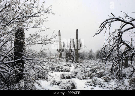 Tucson, Arizona, USA. 22nd Feb, 2019. February 22, 2019- Snowstorm at Sabino Canyon in Tucson, Arizona. A rare winter blizzard brought snow to southern Arizona. Many Tucson residents and touridts went to the National Park at Sabino Canyon to enjoy the unusual weather . Tempertures were 30 degrees colder than normal for this time of year. Credit: Christopher Brown/ZUMA Wire/Alamy Live News Stock Photo