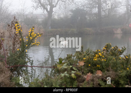 London, UK. 23rd Feb 2019. UK weather. Foggy morning in Clissold Park, Stoke Newington in north London..  Credit: carol moir/Alamy Live News Stock Photo