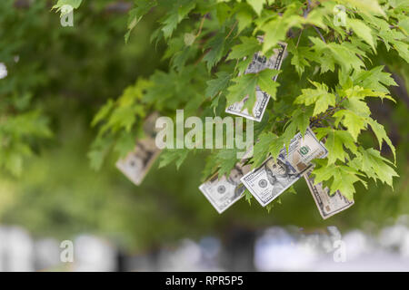 Money growing on tree, USA currency dollar, cash crop, money tree, finance concept stock, investment, passive income, inheritance, loans, saving Stock Photo