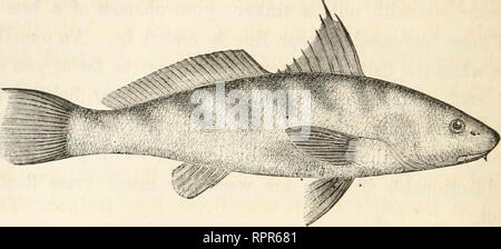 https://l450v.alamy.com/450v/rpr681/the-american-anglers-book-embracing-the-natural-history-of-sporting-fish-and-the-art-of-taking-them-with-instructions-in-fly-fishing-fly-making-and-rod-making-and-directions-for-fish-breeding-to-which-is-appended-dies-piscatori-describing-noted-fishing-places-and-the-pleasure-of-solitary-fly-fishing-illustrated-with-eighty-engravings-on-wood-fishing-fishes-286-american-anglers-book-the-baeb-ok-kingfish-umbrina-nehulosa-stoker-there-are-two-species-of-barb-or-whiting-described-by-dr-holbrook-with-various-synonyms-to-each-the-specific-name-of-the-northern-species-rpr681.jpg
