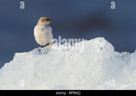 Migrant Snow bunting (Plectrophenax nivalis) female resting on wind-blown lake ice piled up on the shore in spring, Lake Peipsi, Estonia, April. Stock Photo