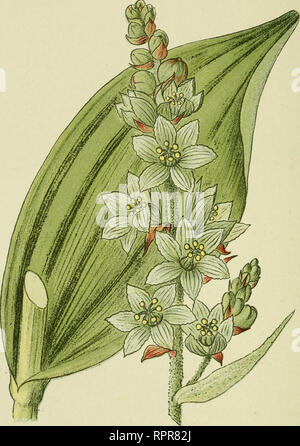 . Alpen-Flora : Westalpen. Mountain plants. — 130 — Matten, feuchte Weiden S5o-25oo Meter.. Veratrum album. Hellebore blaue, Veraire blanc. Weisser Germer. White Veratrum.. Please note that these images are extracted from scanned page images that may have been digitally enhanced for readability - coloration and appearance of these illustrations may not perfectly resemble the original work.. Senn, Gustav, 1875-1945; Kaftner, C. Heidelberg : C. Winter Stock Photo