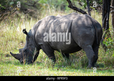 Southern White Rhinoceros (Ceratotherium simum simum) grazing, Ziwa Rhino Sanctuary, Nakasongola District, Northern Uganda, East Africa Stock Photo
