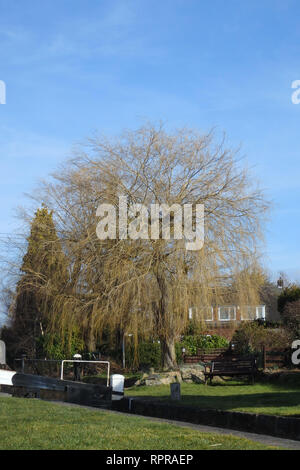 Weeping Willow Tree Salix babylonica In Winter, UK Stock Photo