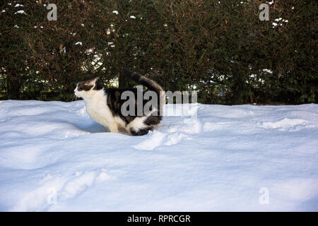 Cat in Snow Stock Photo