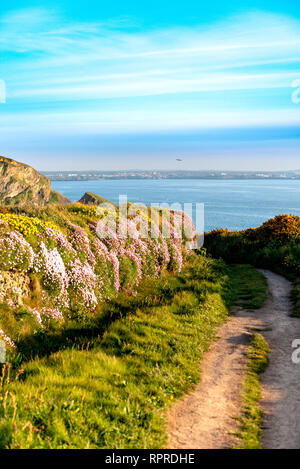 Spring Flowering Wild Flowers (Sea Thrift, Kindey Vetch, Birds Foot Trefoil and Silverweed) with a Blue Sky Background on the South West Coast Path in Stock Photo