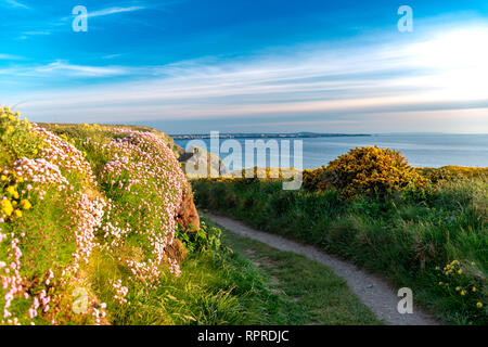 Spring Flowering Wild Flowers (Sea Thrift, Kindey Vetch, Birds Foot Trefoil and Silverweed) with a Blue Sky Background on the South West Coast Path in Stock Photo