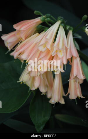 Flawless, stunning cultivated fire lily, amaryllidaceae, flowers and plants growing in the flower garden. Stock Photo