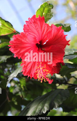 Stunning, flawless flowering fire and ice bright red hibiscus plant, Hibiscus Rosa sinensis, Chinese hibiscus, growing in the flower garden Stock Photo - Alamy