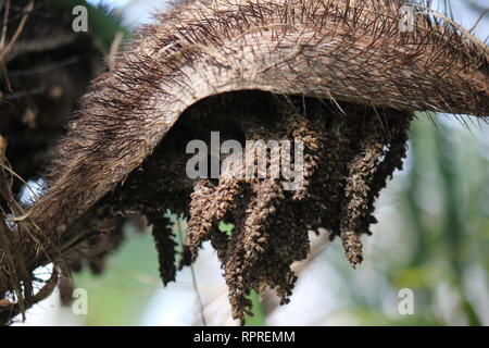 Flawless, stunning cultivated Chocho palm, astrocaryum mexicanum, growing in the tropical garden. Stock Photo