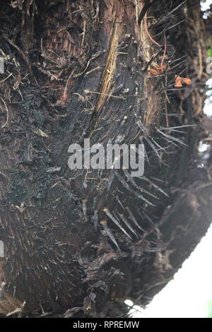 Flawless, stunning cultivated Chocho palm, astrocaryum mexicanum, growing in the tropical garden. Stock Photo