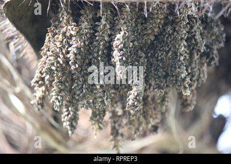 Flawless, stunning cultivated Chocho palm, astrocaryum mexicanum, growing in the tropical garden. Stock Photo