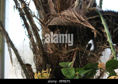 Flawless, stunning cultivated Chocho palm, astrocaryum mexicanum, growing in the tropical garden. Stock Photo