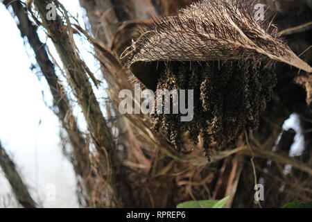 Flawless, stunning cultivated Chocho palm, astrocaryum mexicanum, growing in the tropical garden. Stock Photo