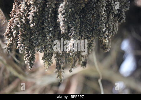 Flawless, stunning cultivated Chocho palm, astrocaryum mexicanum, growing in the tropical garden. Stock Photo