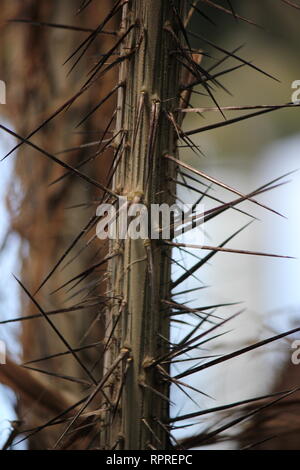 Flawless, stunning cultivated Chocho palm, astrocaryum mexicanum, growing in the tropical garden. Stock Photo