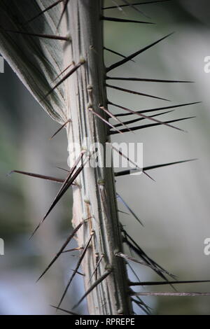 Flawless, stunning cultivated Chocho palm, astrocaryum mexicanum, growing in the tropical garden. Stock Photo