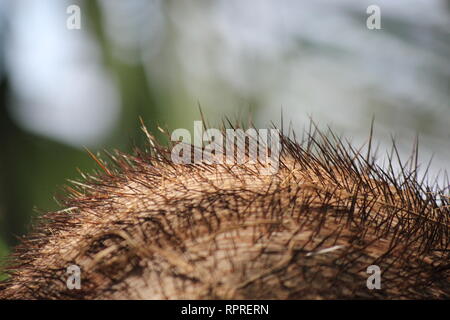 Flawless, stunning cultivated Chocho palm, astrocaryum mexicanum, growing in the tropical garden. Stock Photo