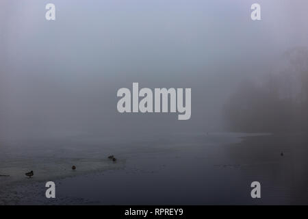 Birds on frozen lake in fog Stock Photo