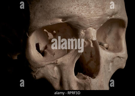 Extreme close up of a human skull with focus on nasal cavity. Stock Photo