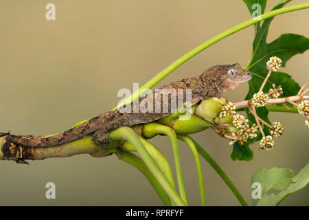 Mossy Prehensile Tail Gecko (Mniarogekko chahoua) Stock Photo