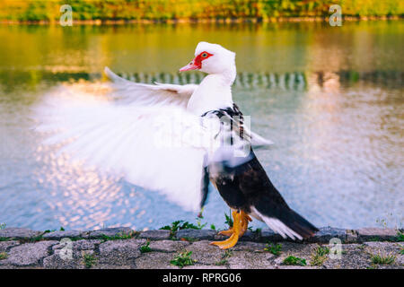 Muscovy Duck profile portrait, straightens wings standing, river. White feathers, black plumage, red face. Spread wings. Duck of ornamental breed. Stock Photo