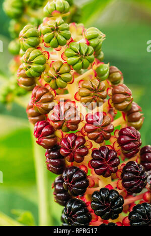 Phytolacca Americana, The American Pokeweed Or Simply Pokeweed With Black Berries Stock Photo