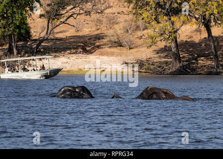 Two male elephants play fighting and swimming in the river, while a tourist boat goes past in the background Chobe National Park, Kasane, Botswana Stock Photo