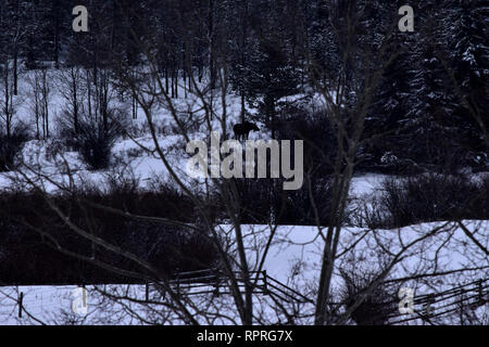 Moose grazing in the woods. Stock Photo