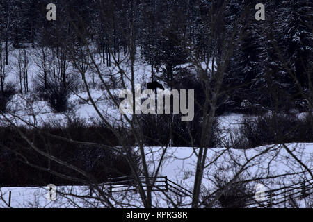 Moose grazing in the woods. Stock Photo